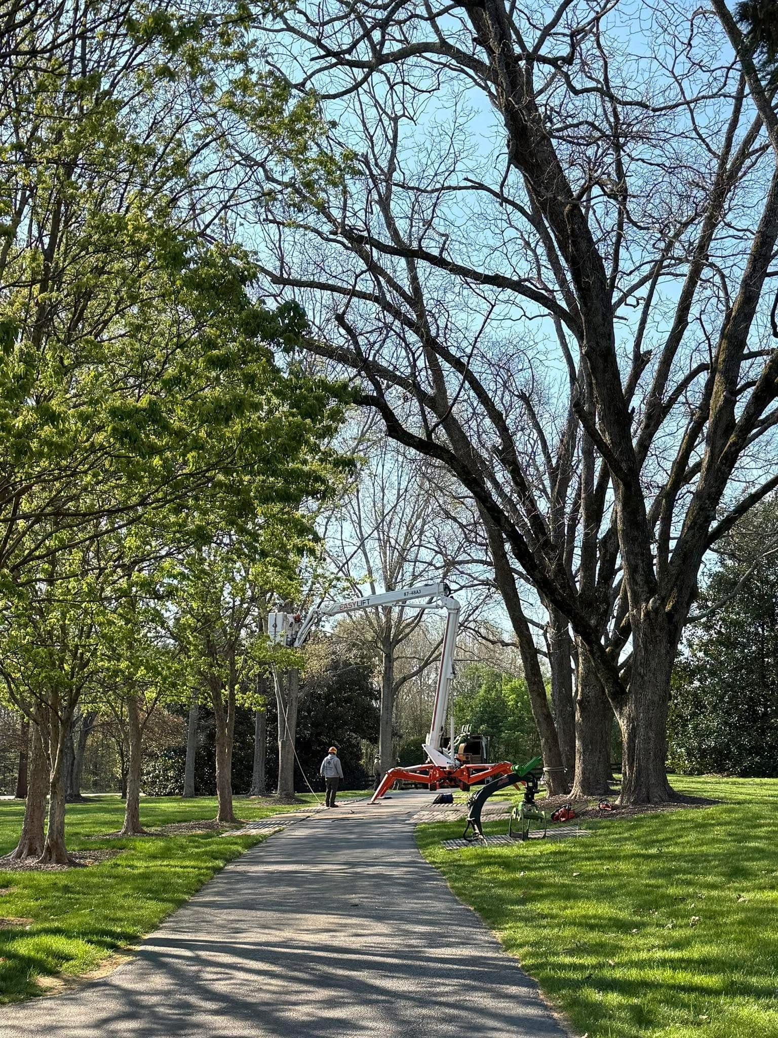 Tree Trimming Simpsonville SC
