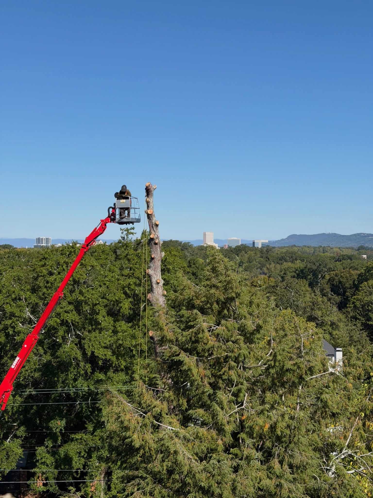 Tree service work photograph
