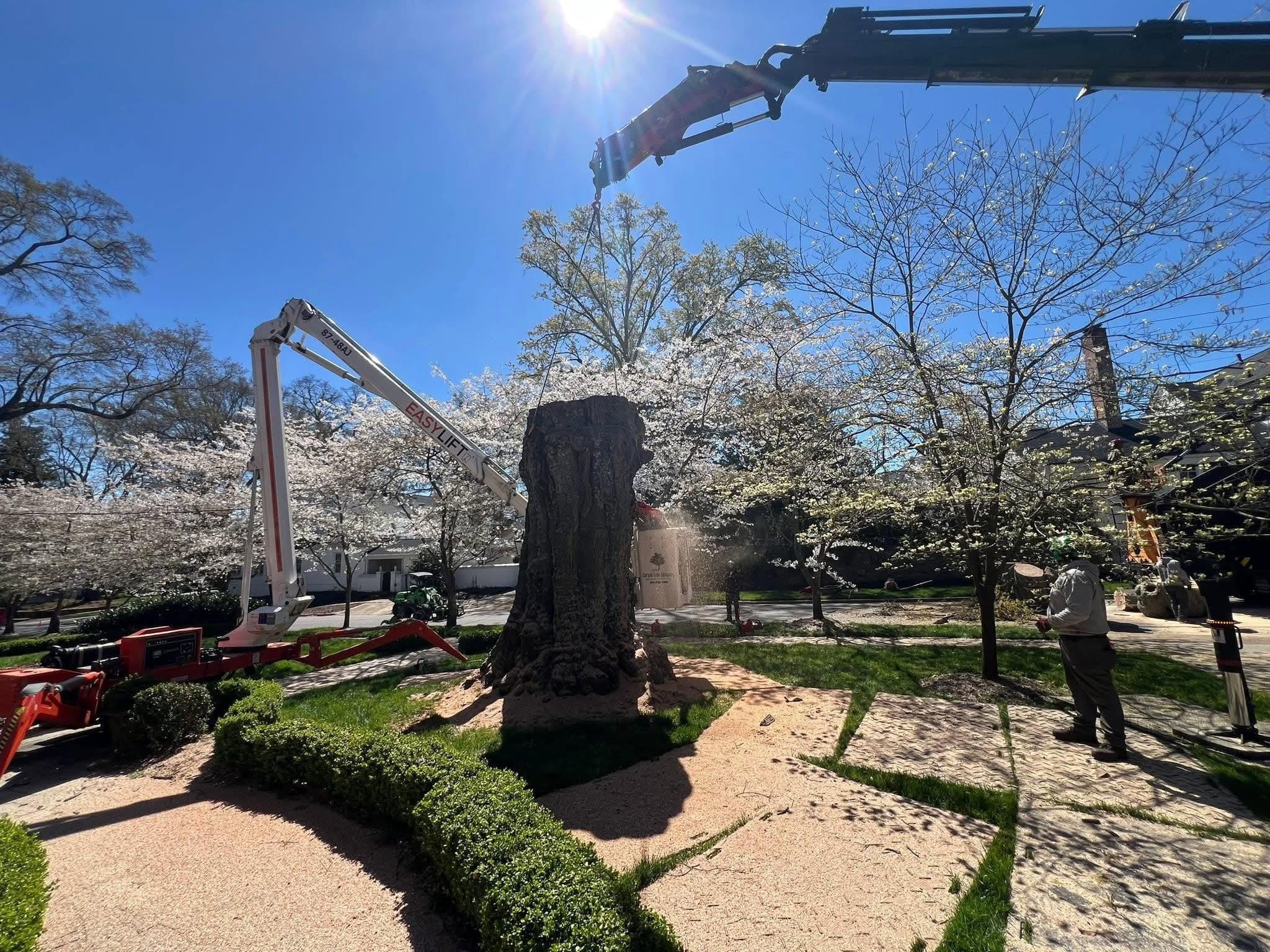 Carson Tree Company completed project photograph