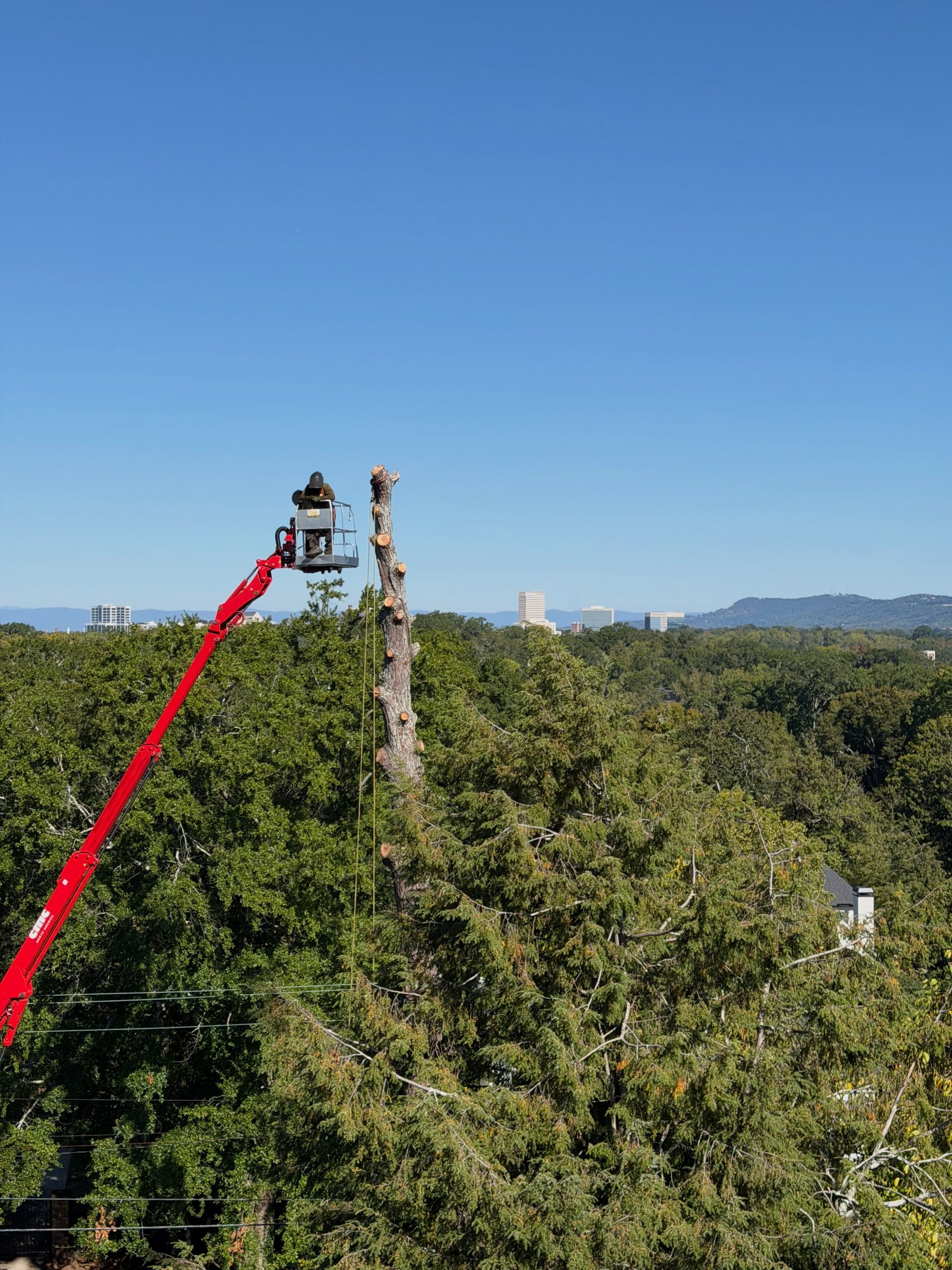 Carson Tree Company project photograph