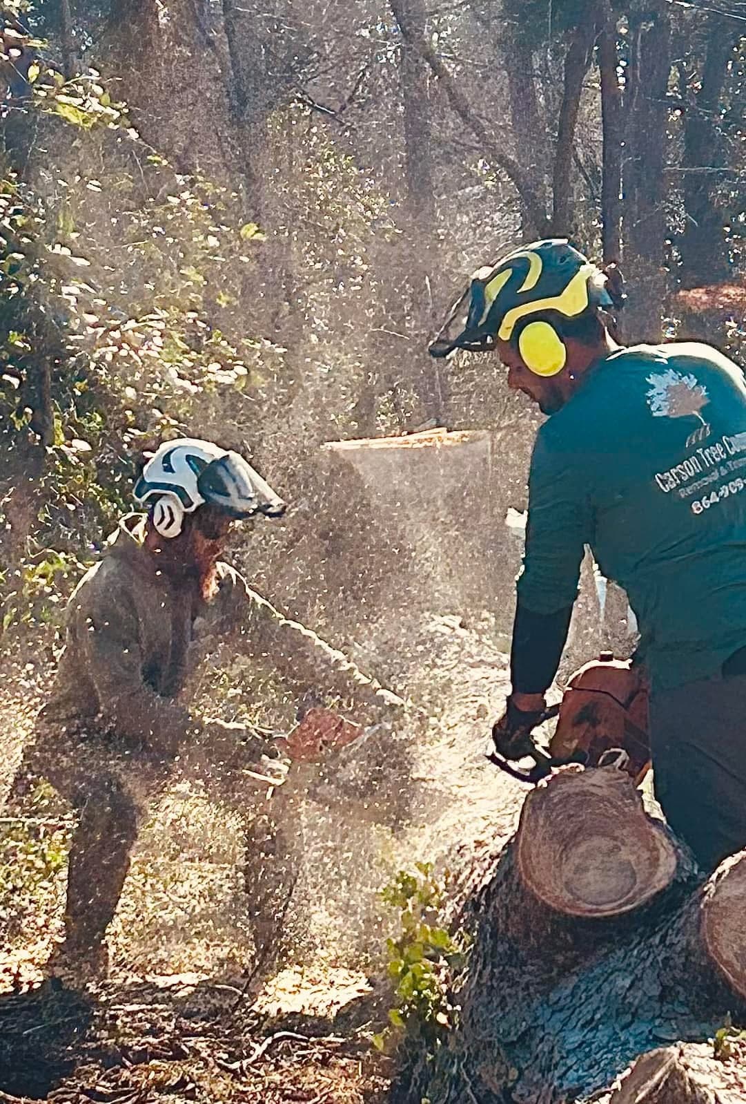 Professional tree trimming