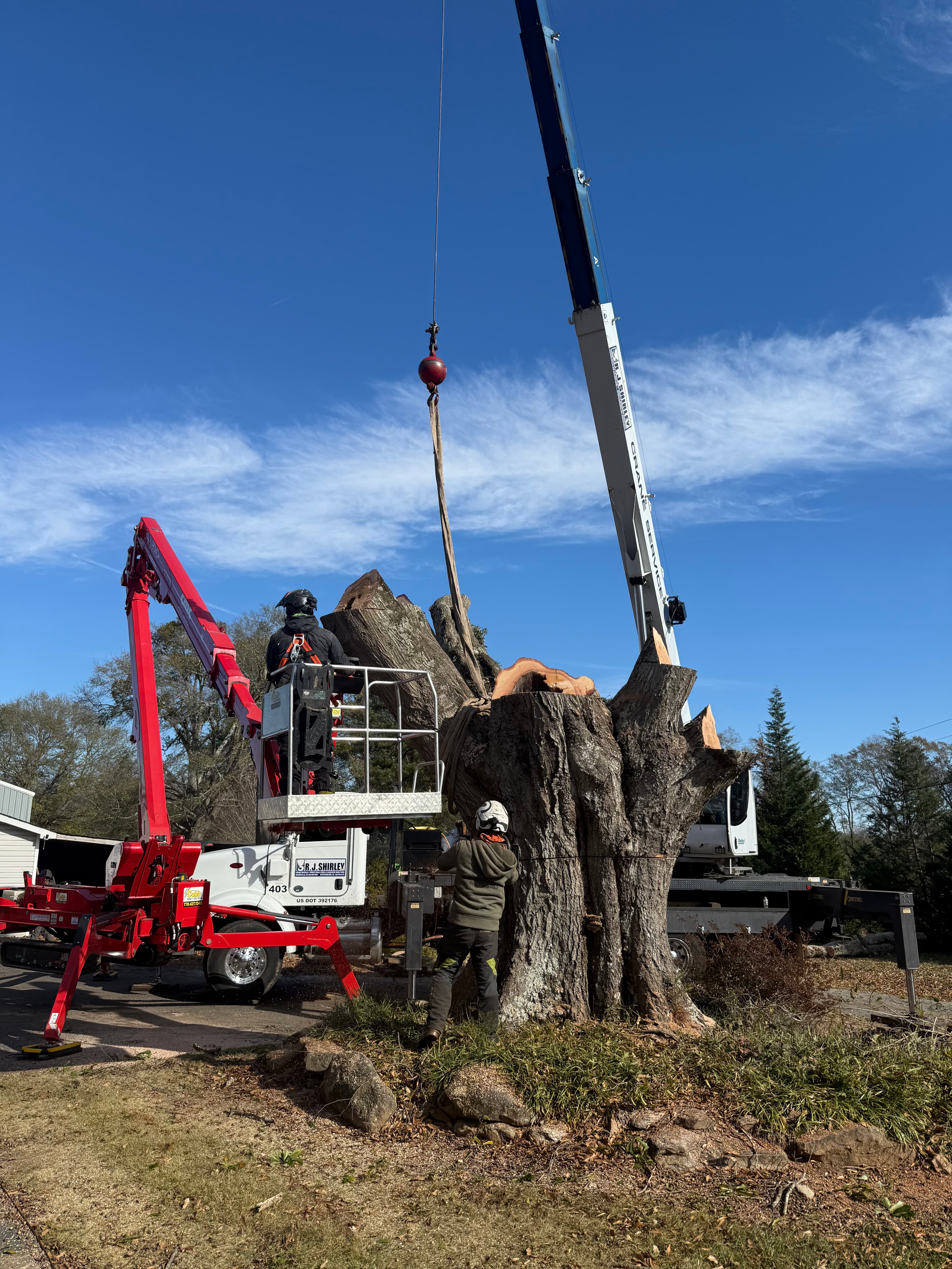 Professional tree service