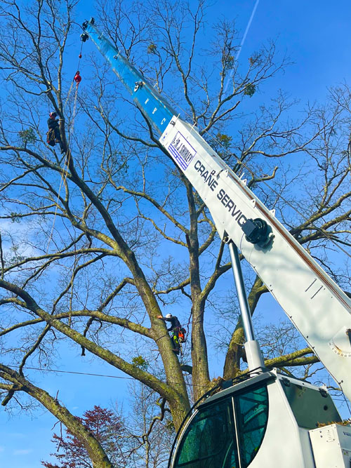Professional Greenville Tree Services