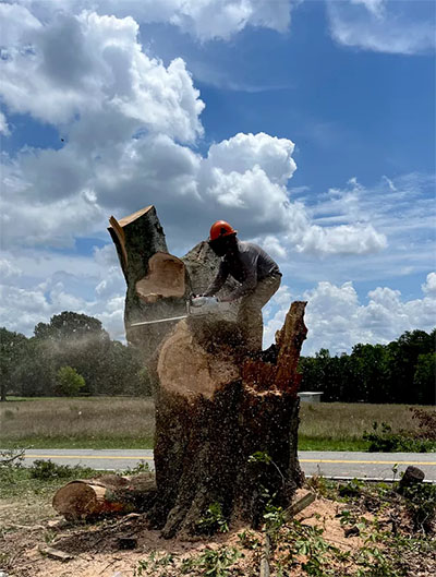 Professional Tree Removal Company in Greenville, SC